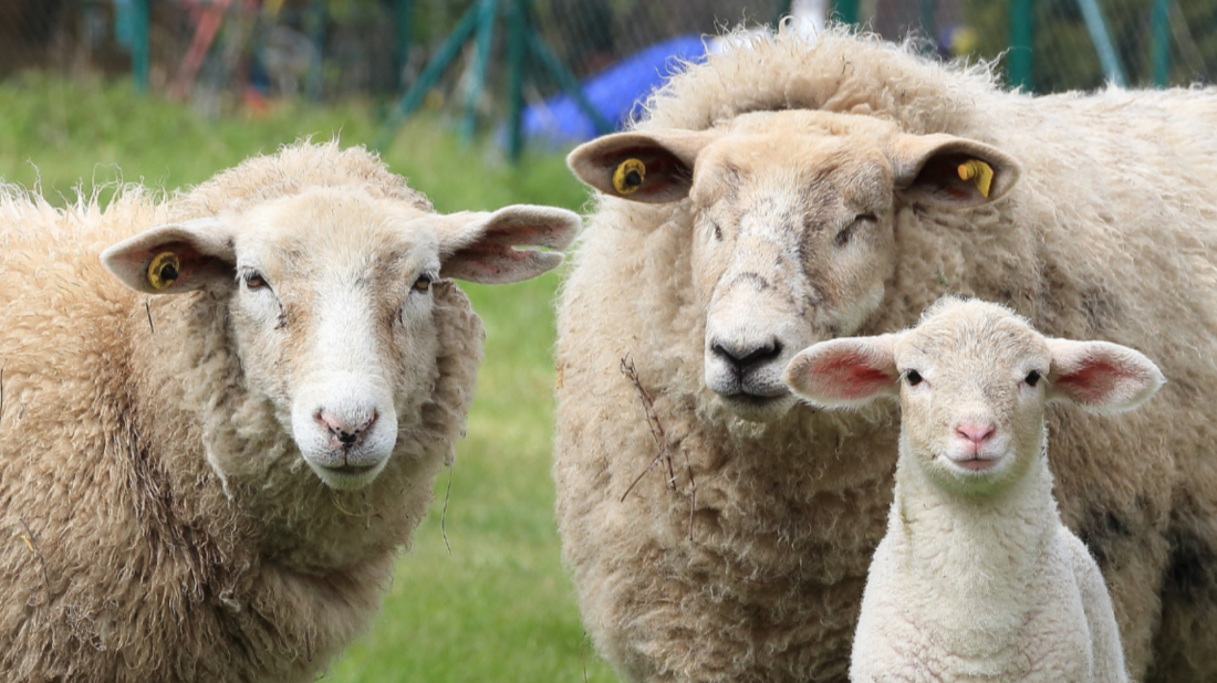 Wolvet Neutraal - Chempri