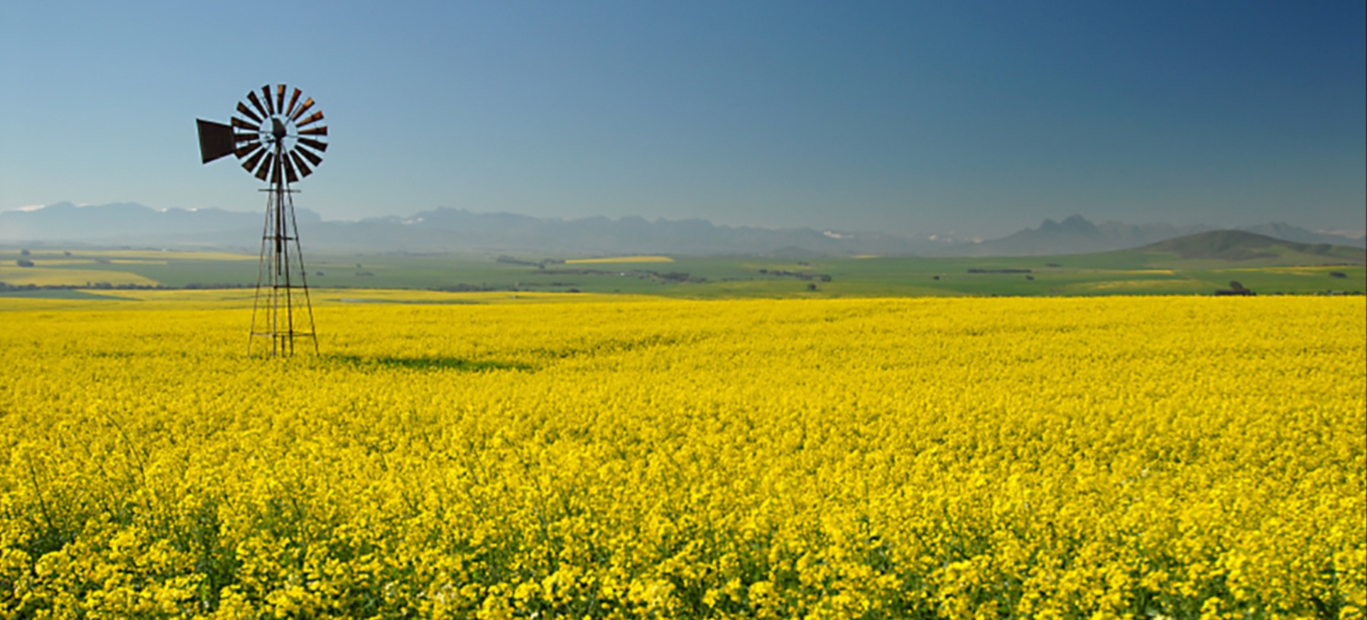 canola-crop